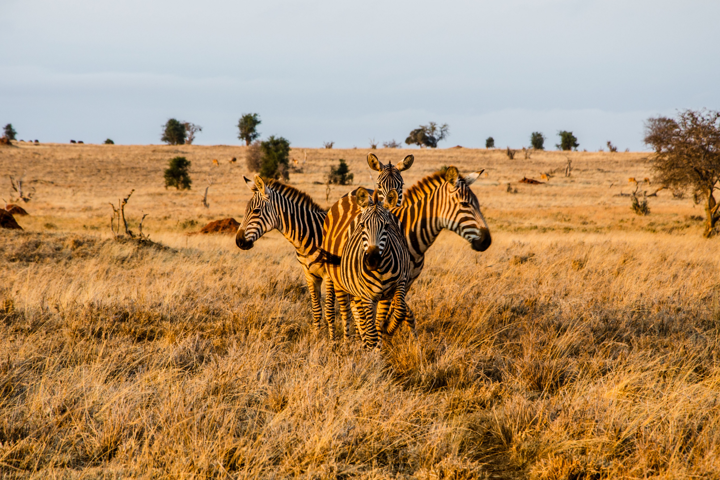 tsavo west national park (2).webp